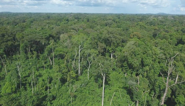 Restauration du couvert forestier ivoirien