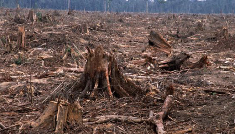 Photo de déforestation en Côte d'Ivoire