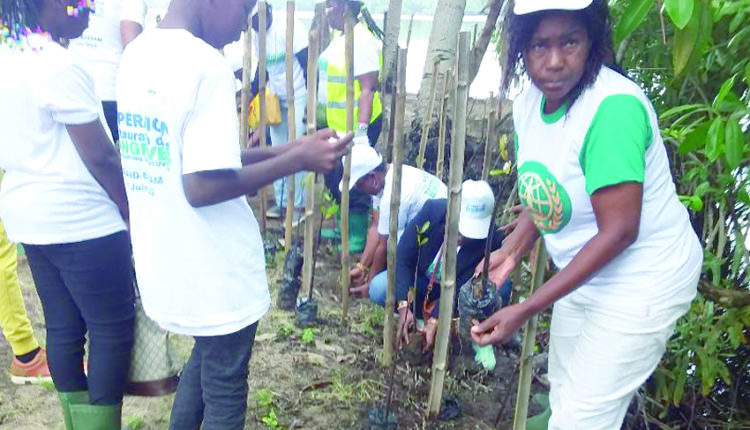 restauration des mangroves à Grand-Bassam