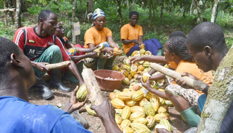 Les agriculteurs ivoiriens