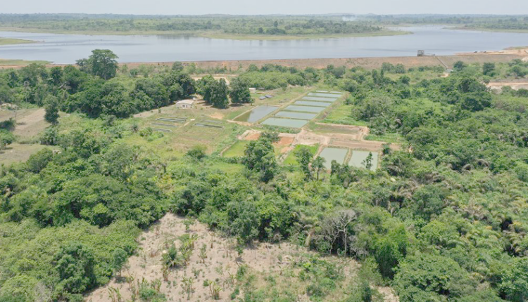 Pisciculture en Côte d'Ivoire