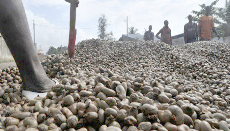 Prix 2023 de l'anacarde ivoirien.