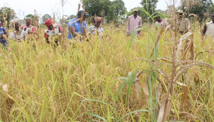 Première édition de la FIRAA a Abidjan Treichville