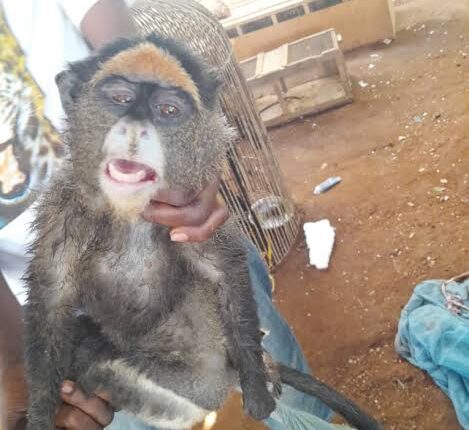 Les primates deviennent de plus en plus rare à cause de leur commerce illégal.