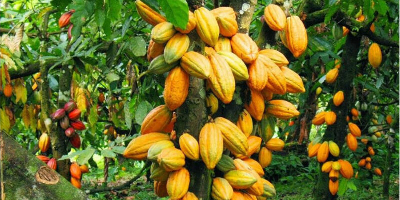 L'interprofession de la filière café-cacao officiellement reconnu par le gouvernement du président Alassane Ouattara.