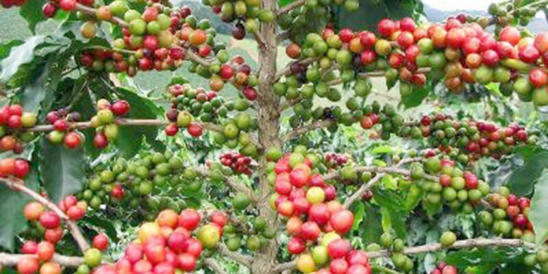 café