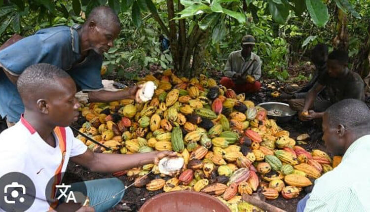 Cacao ivoirien