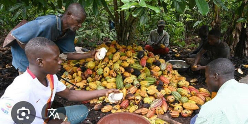 Cacao ivoirien